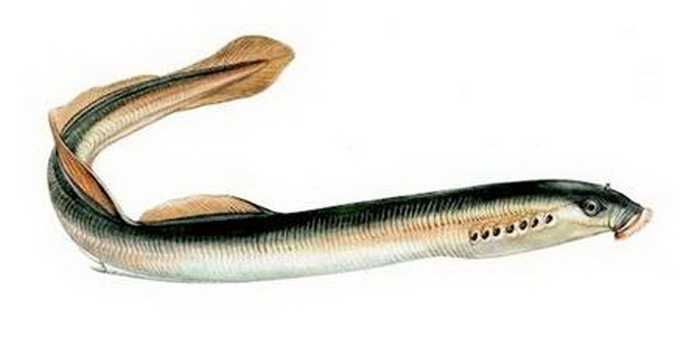 5)Рыба Минога