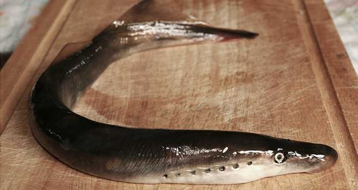 9)Рыба Минога