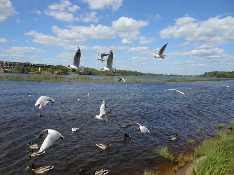 5)Новгородский сувенир