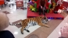 В магазине тигр лежал, в цирк детишек приглашал
