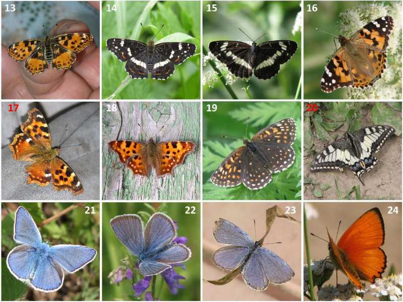 2)Деревенская энтомология - 2: бабочки и стрекозы крупным планом