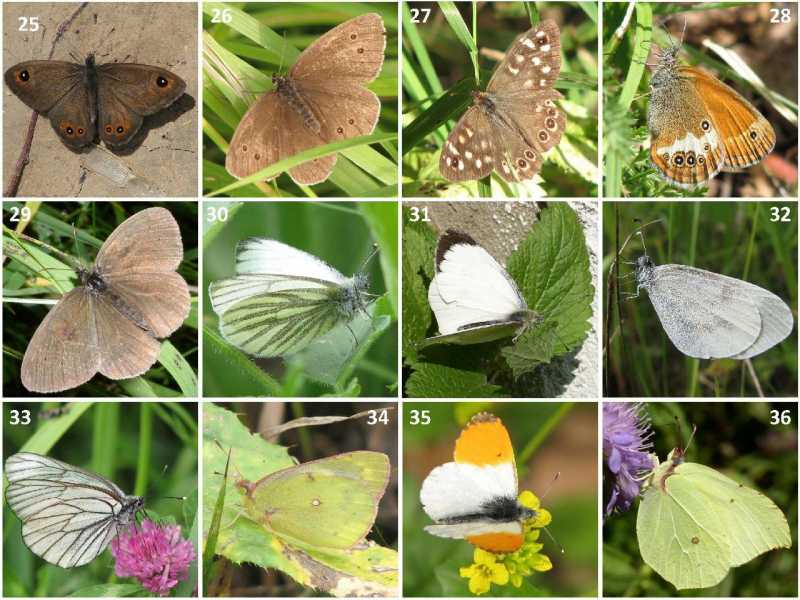 3)Деревенская энтомология - 2: бабочки и стрекозы крупным планом