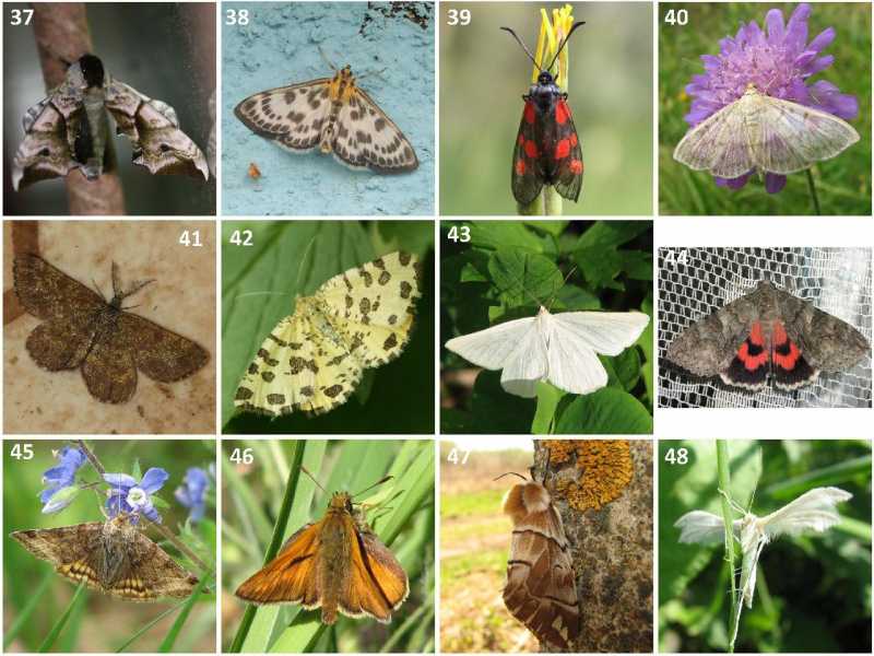 4)Деревенская энтомология - 2: бабочки и стрекозы крупным планом