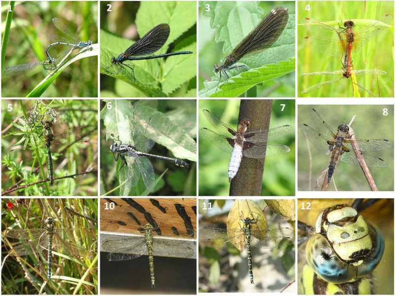 5)Деревенская энтомология - 2: бабочки и стрекозы крупным планом