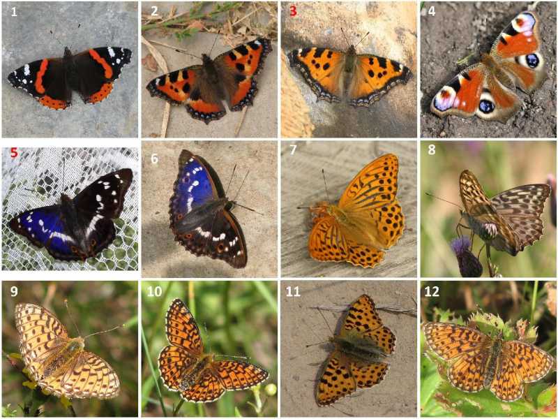 1)Деревенская энтомология - 2: бабочки и стрекозы крупным планом