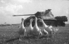 Июль 1944 года. Белоруссия  Фотограф: Михаил Савин